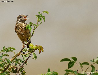 Animali 331